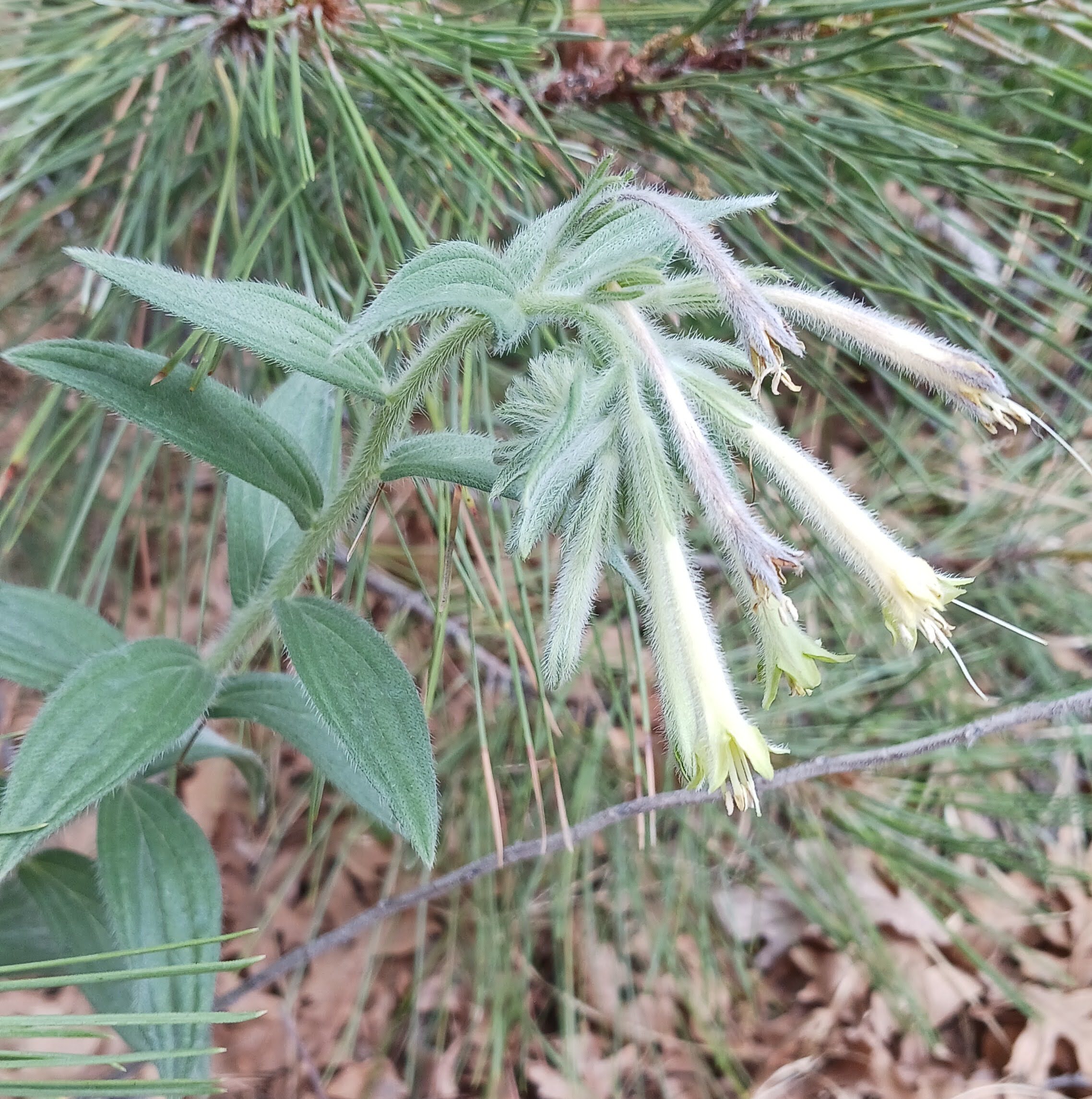 Lithospermum macromeria