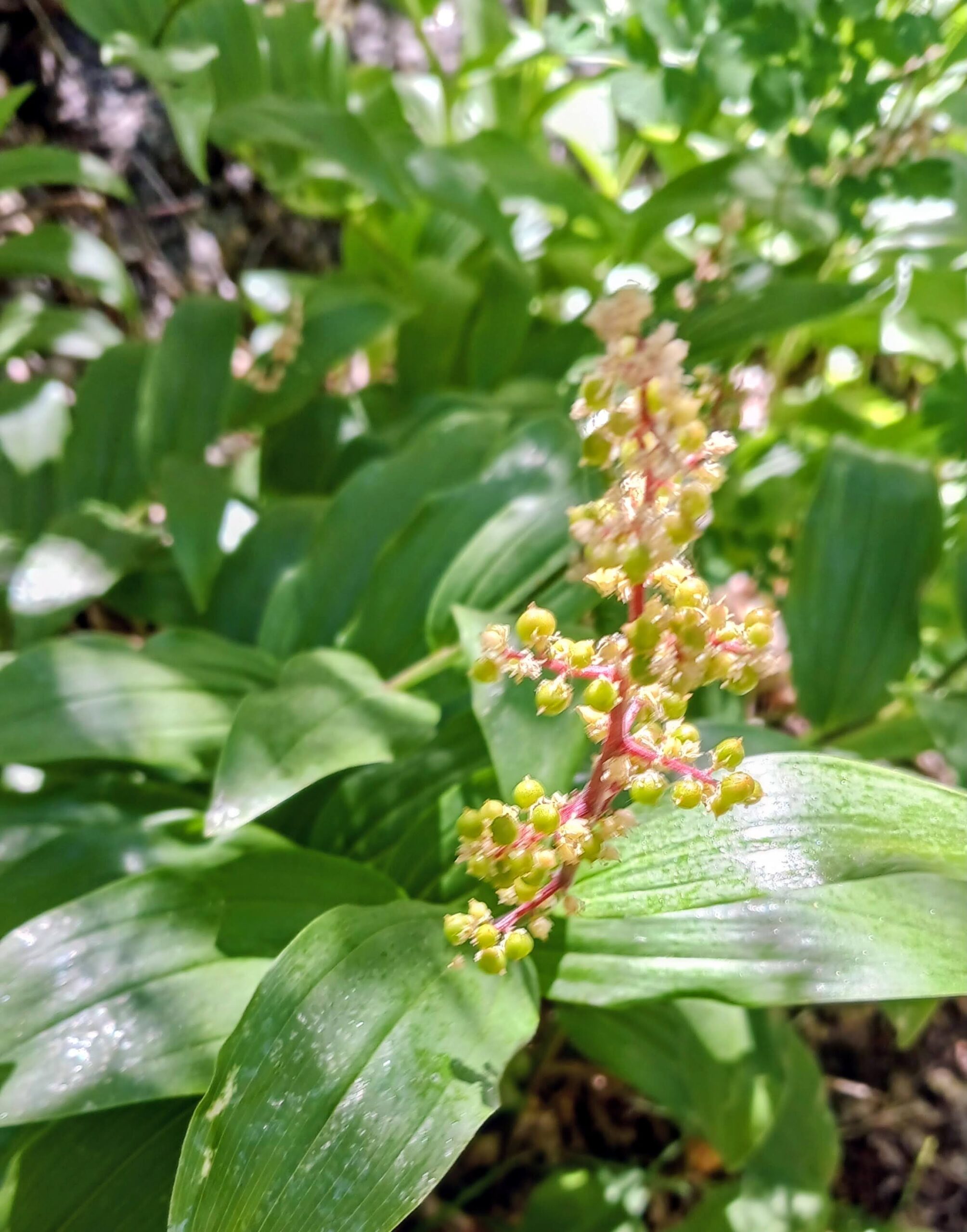Maianthemum racemosum