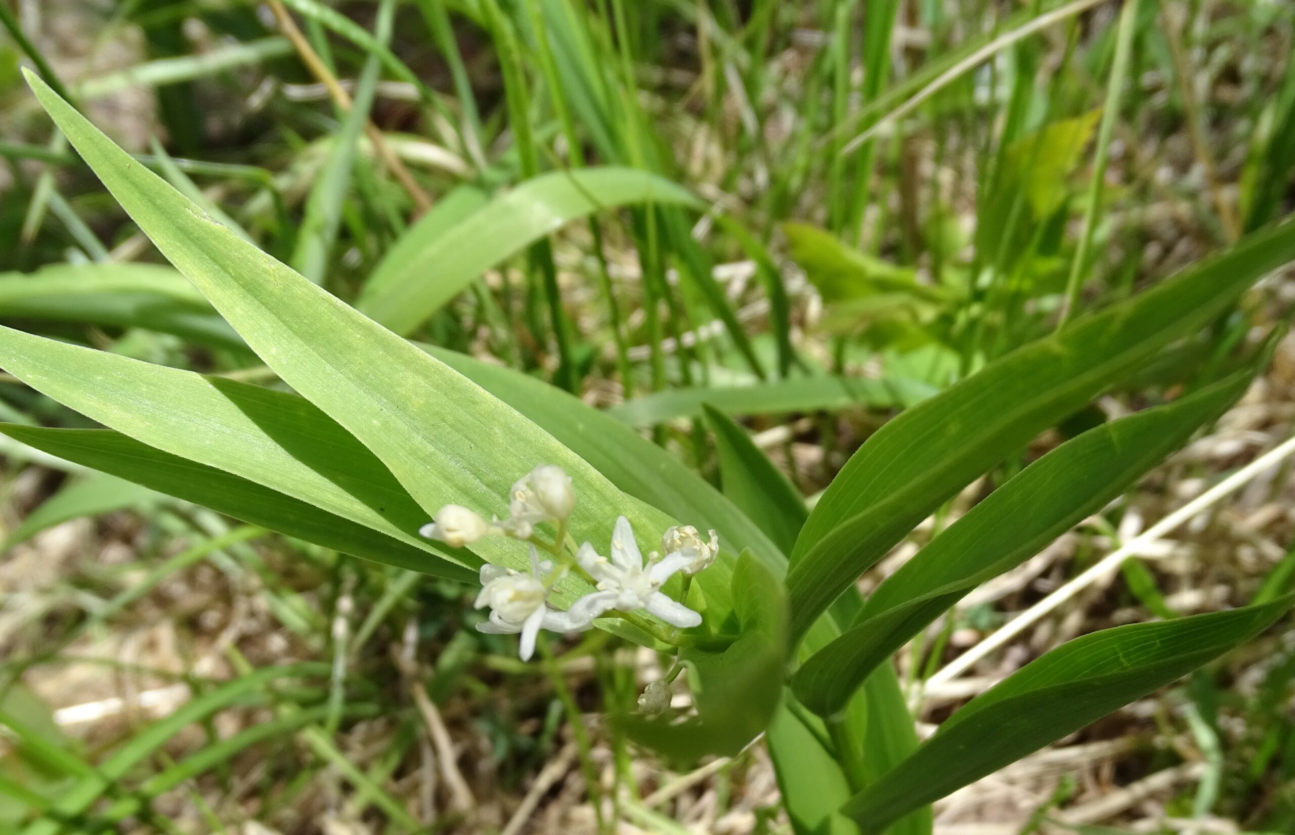 Maianthemum stellatum