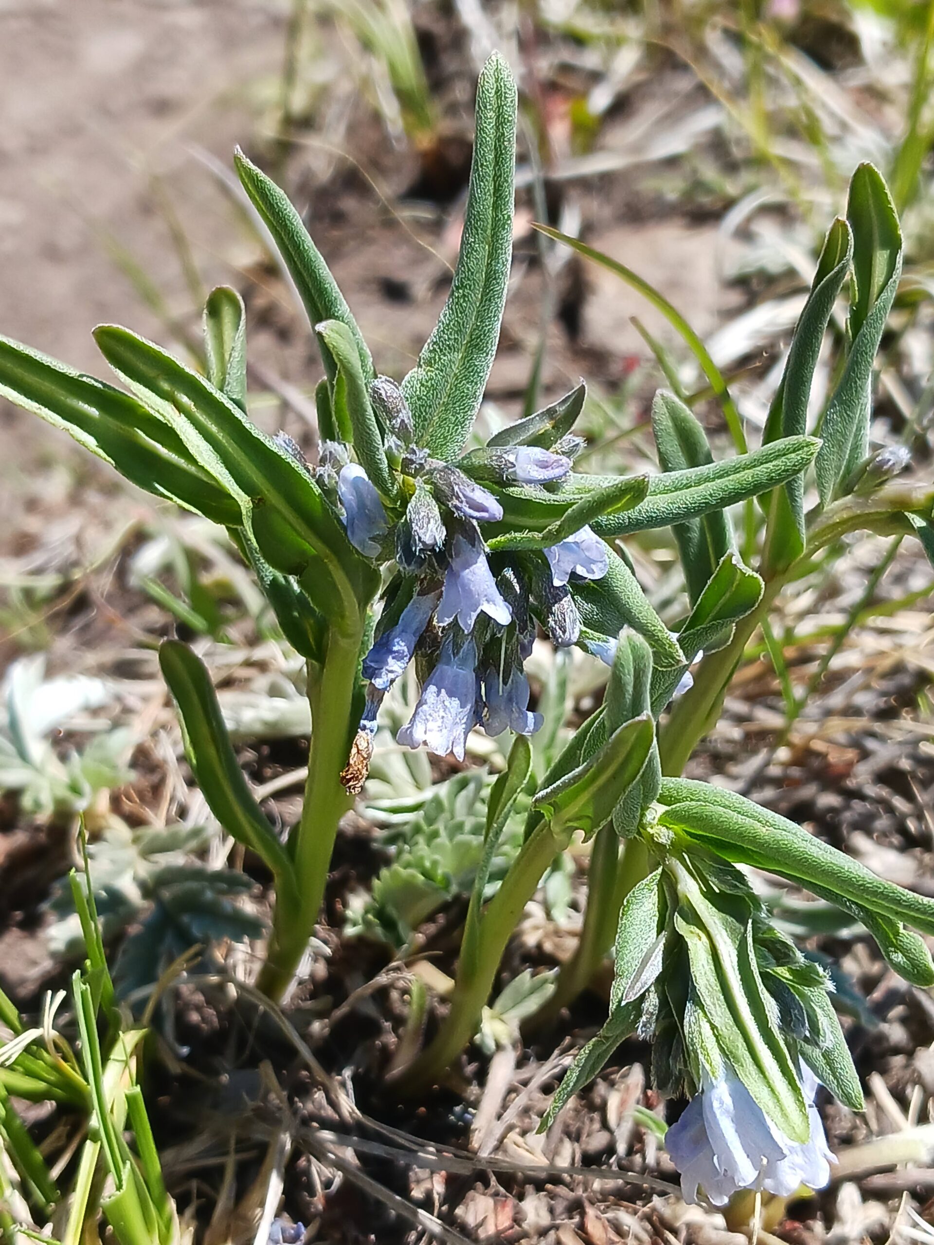 Mertensia lanceolata