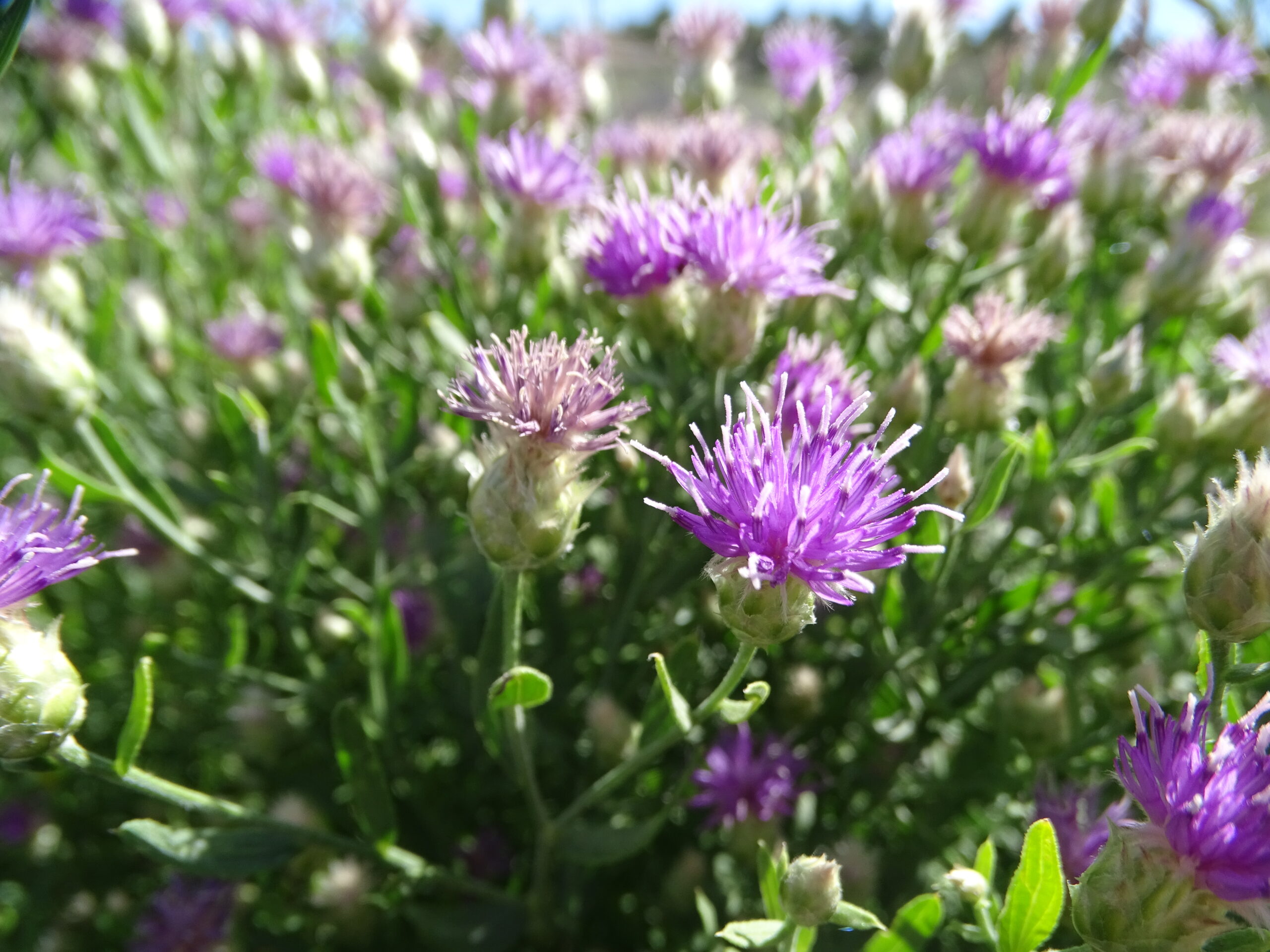 Rhaponticum repens