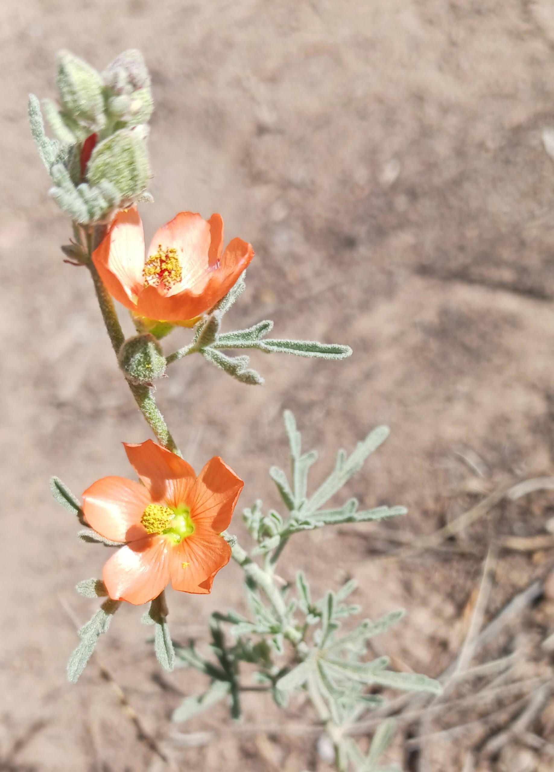 Sphaeralcea digitata