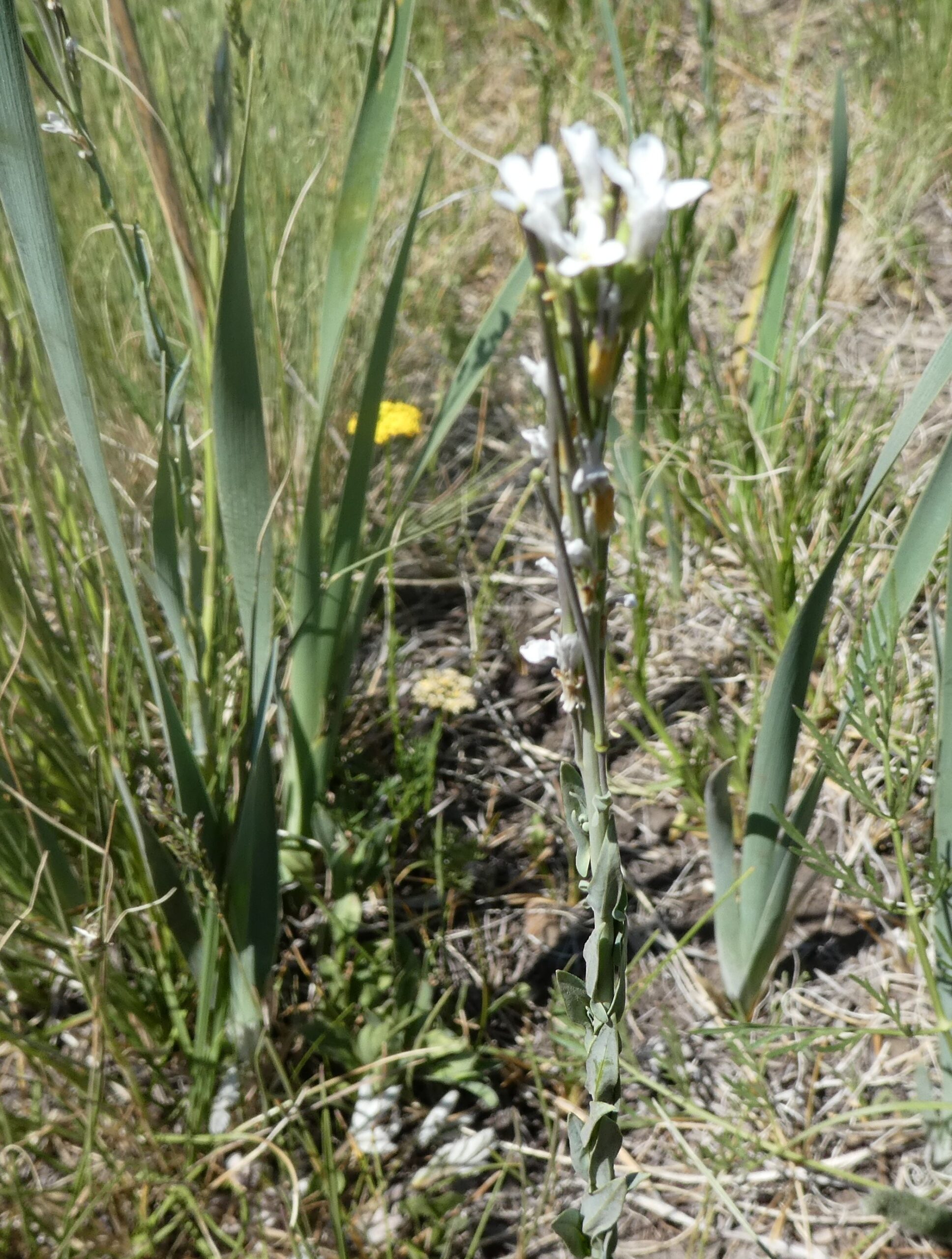 Boechera stricta