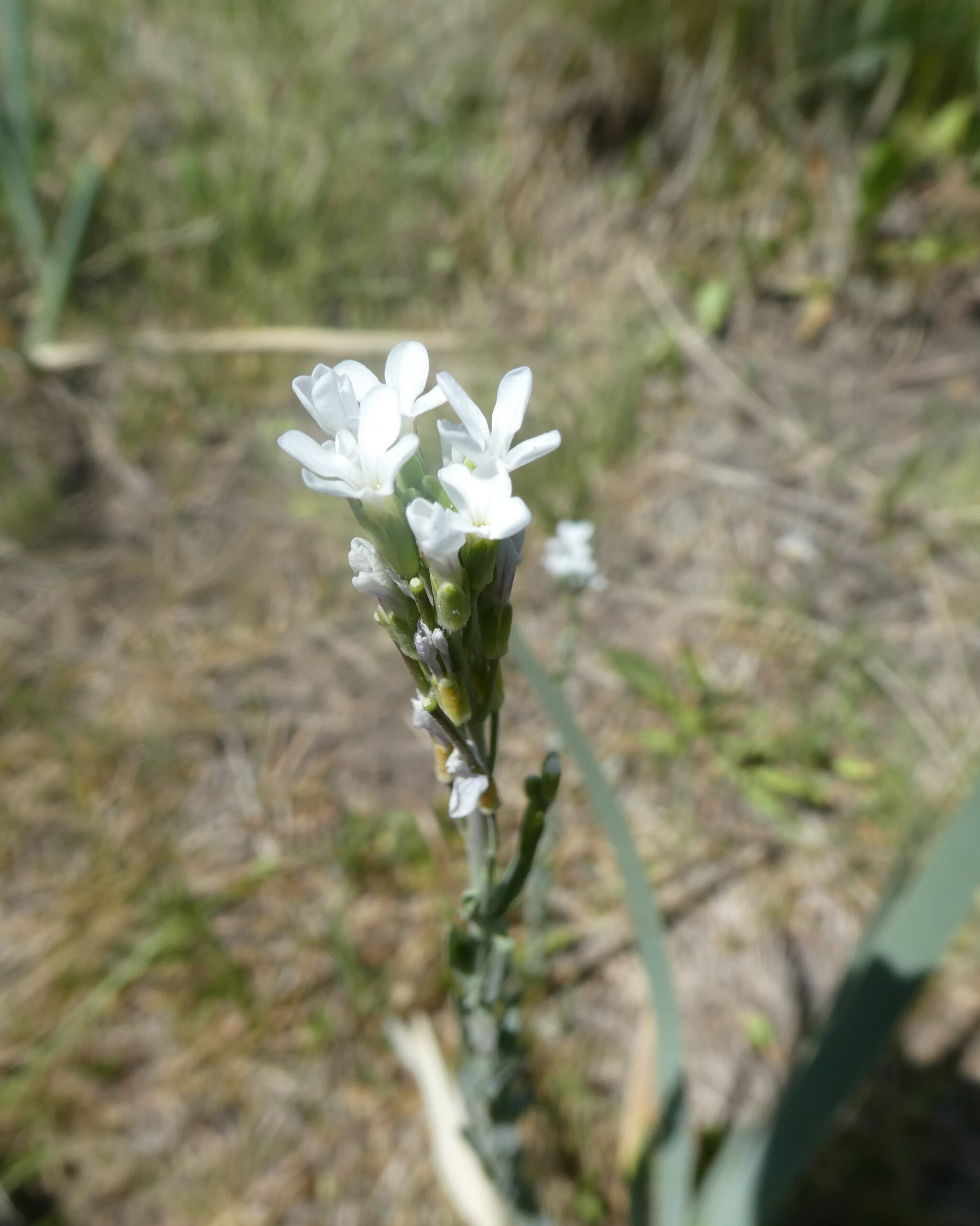 Boechera stricta