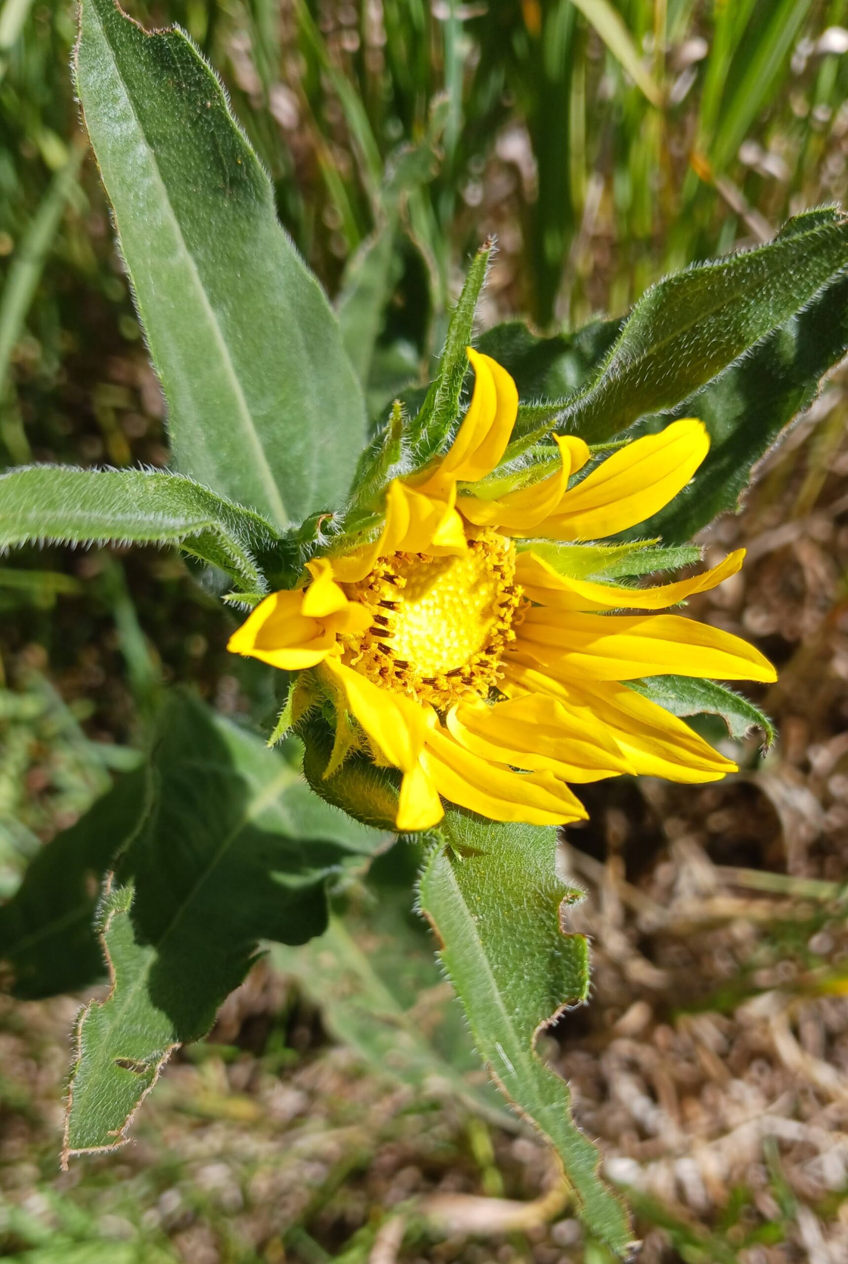 Helianthella quinquenervis