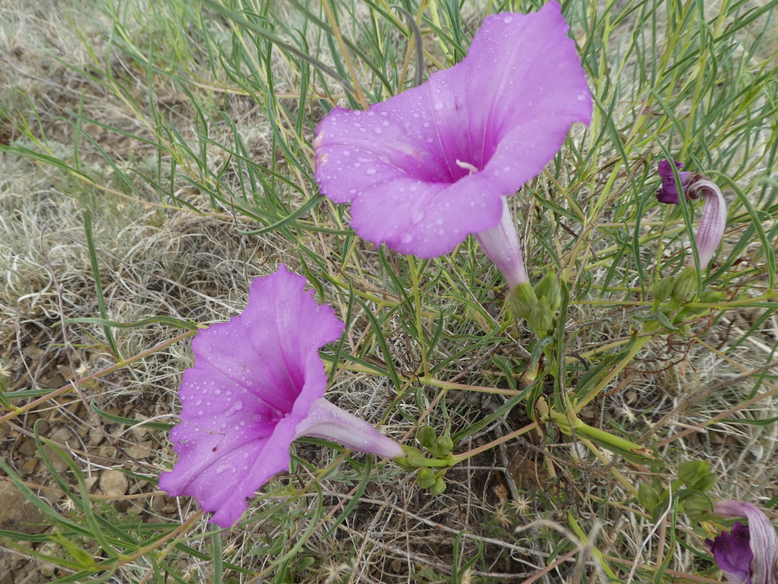 Ipomoea leptophylla