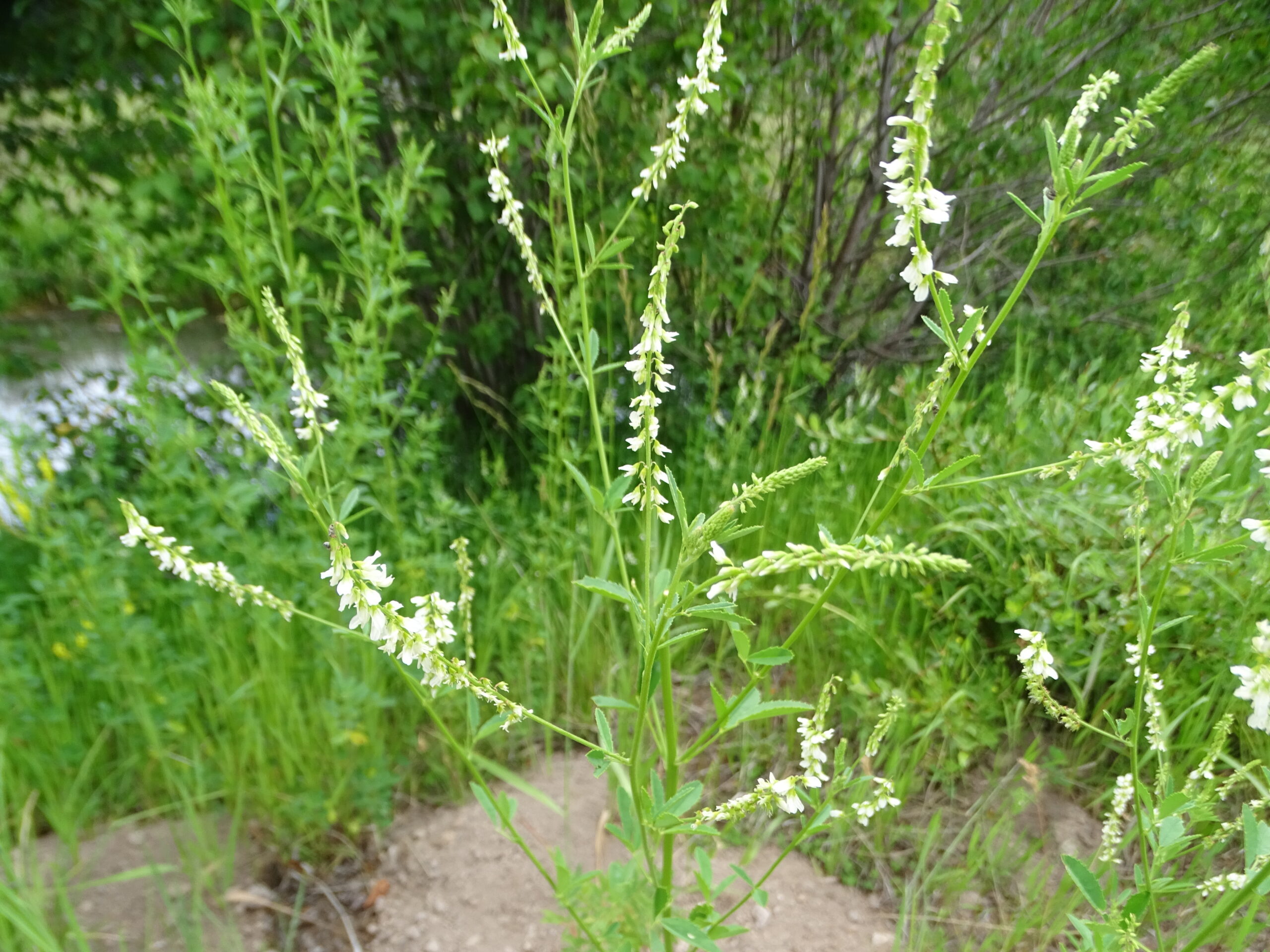 Melilitus albus