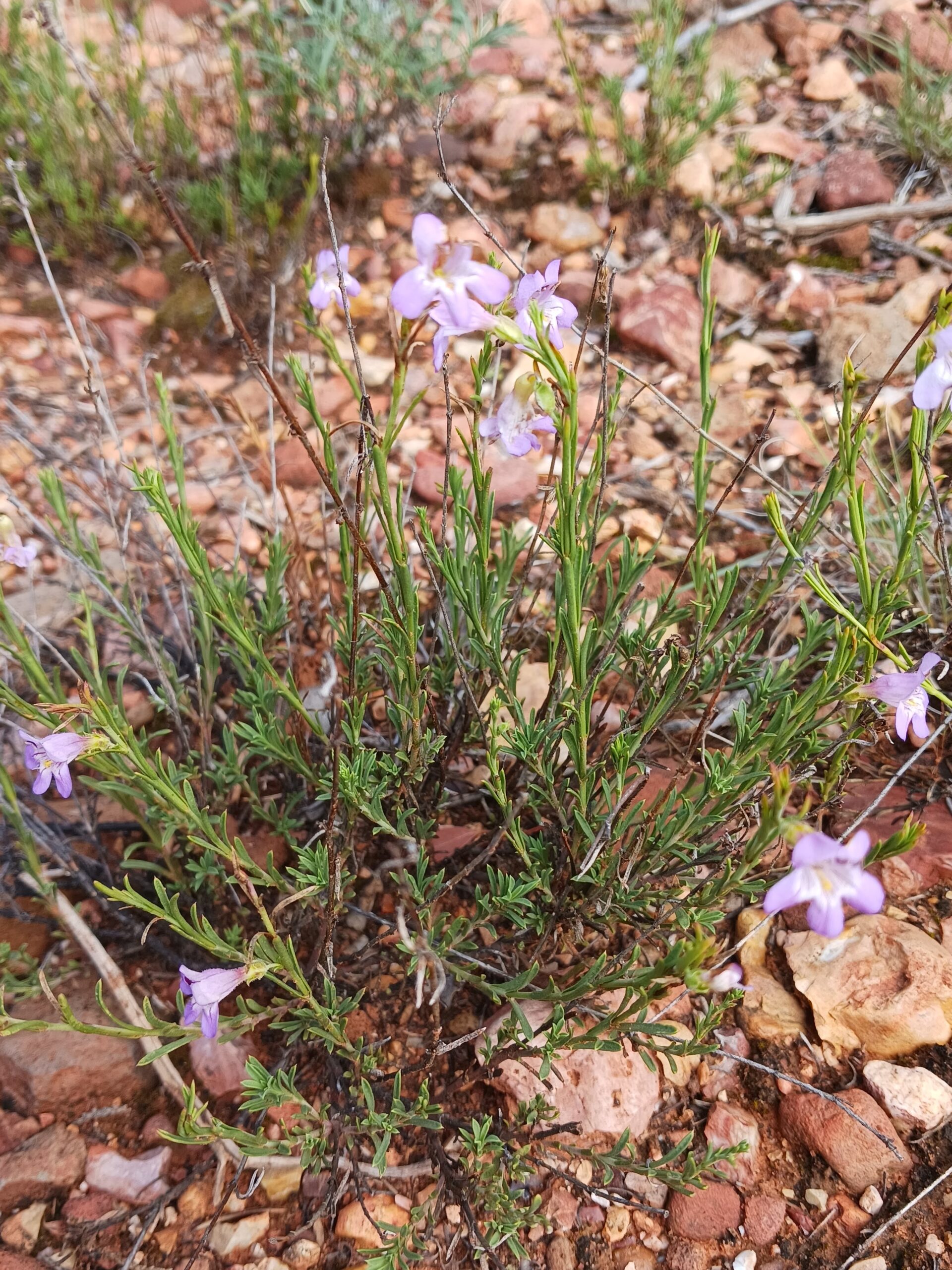 Penstemon linarioides