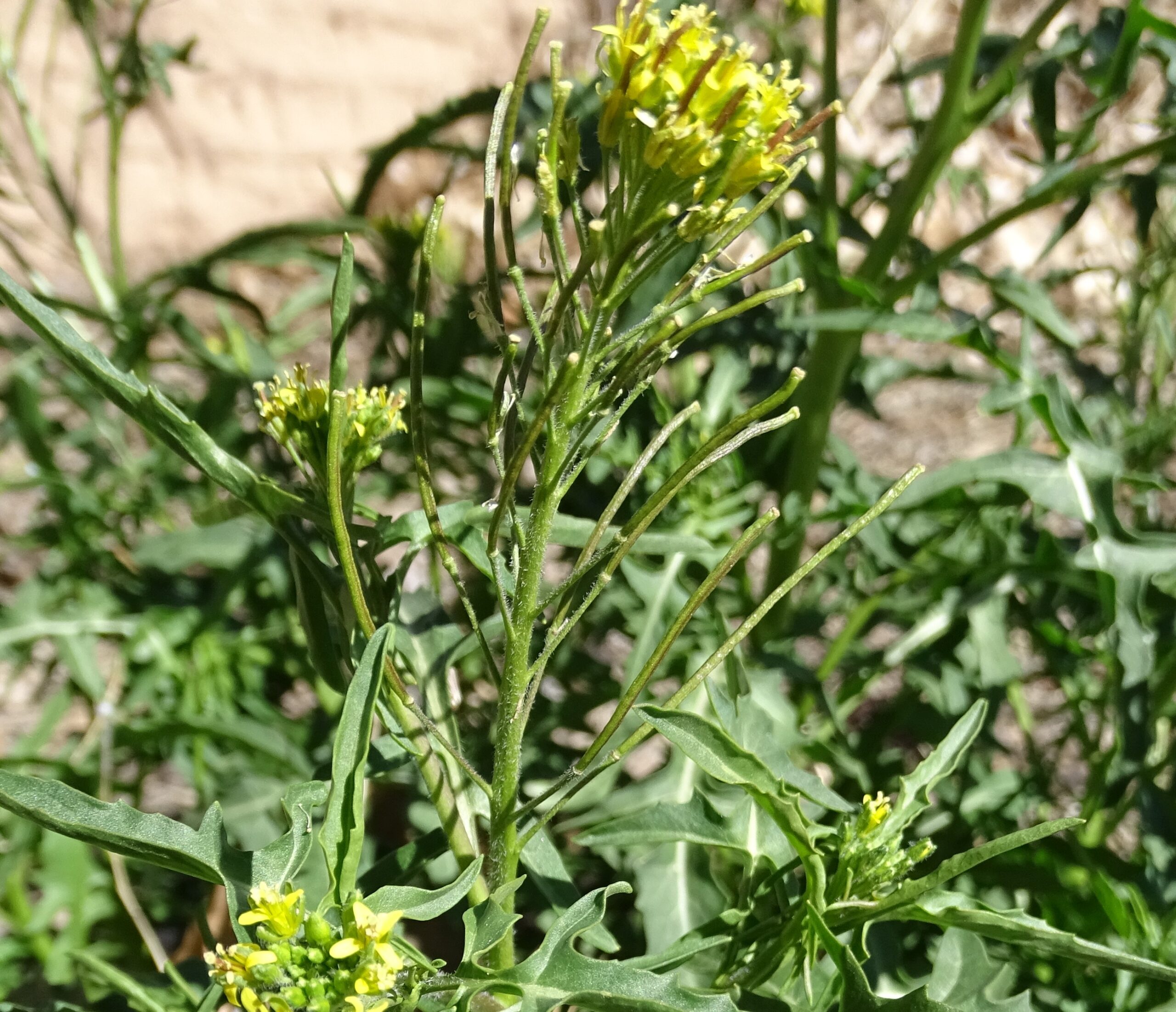 Sisymbrium irio