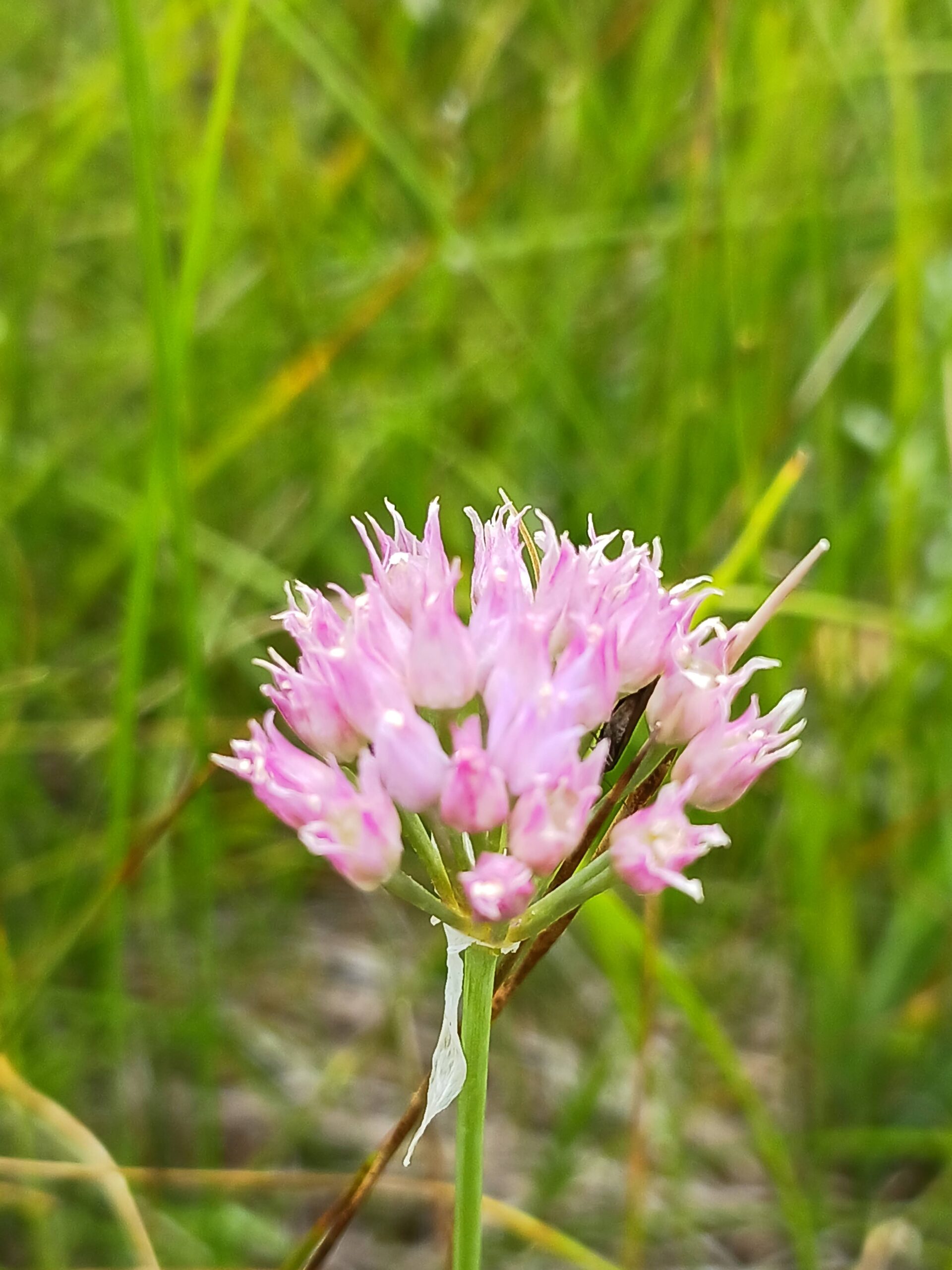 Allium geyeri