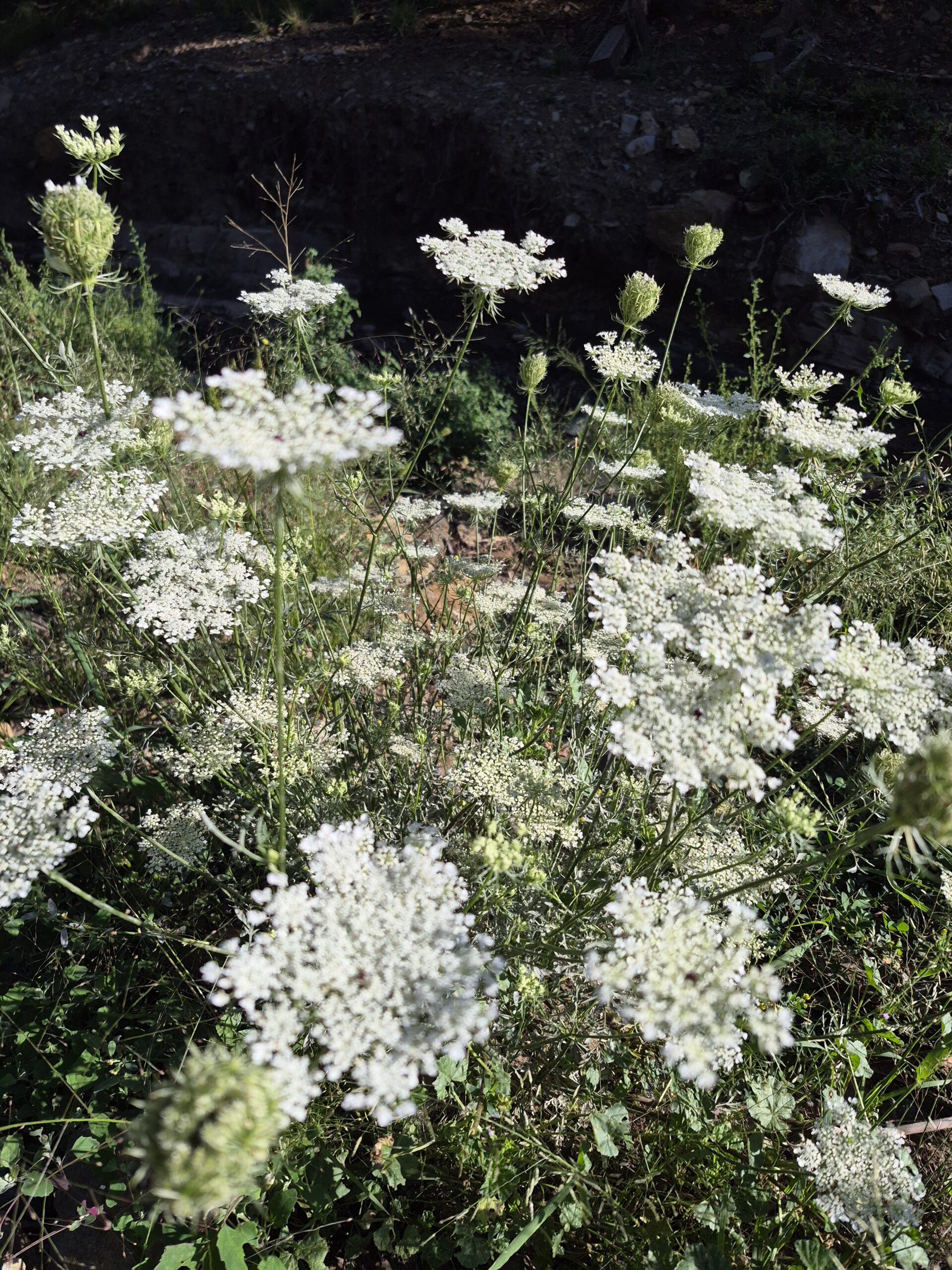 Daucus carota