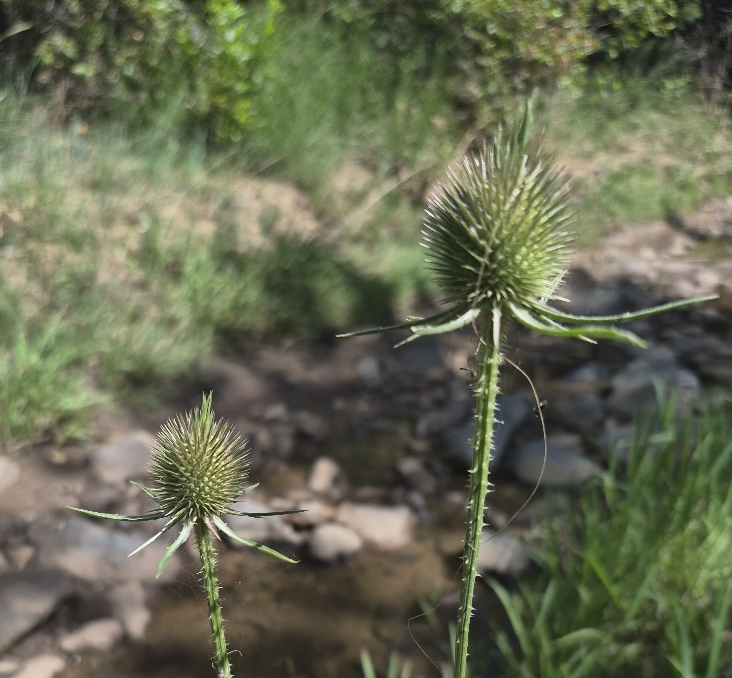 Dipsacus fullonum