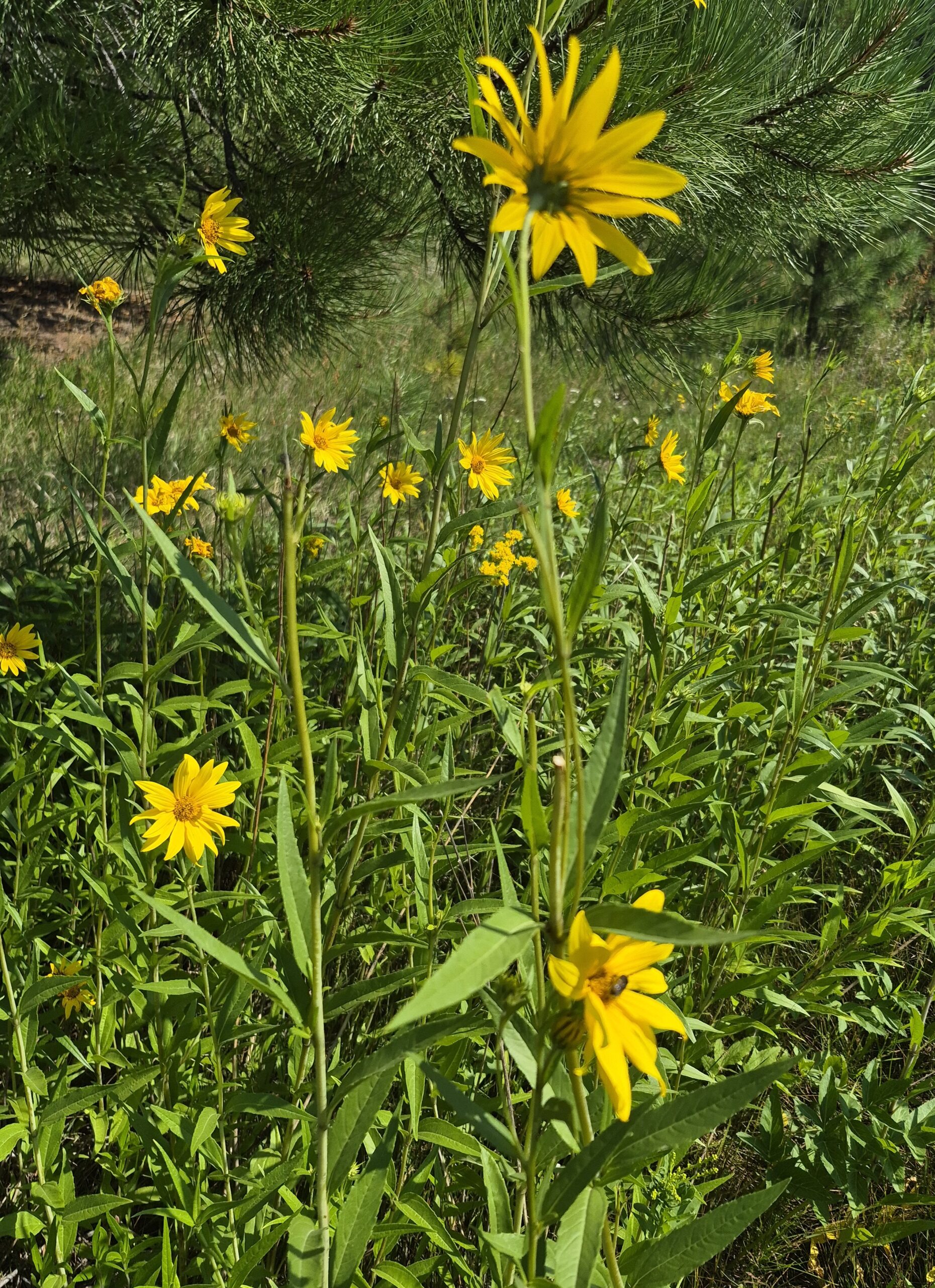 Helianthus nuttallii