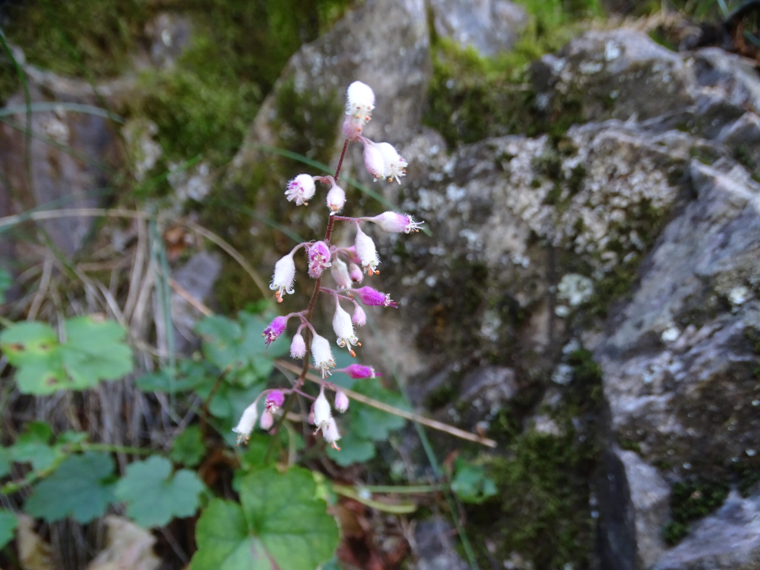 Heuchera rubescens