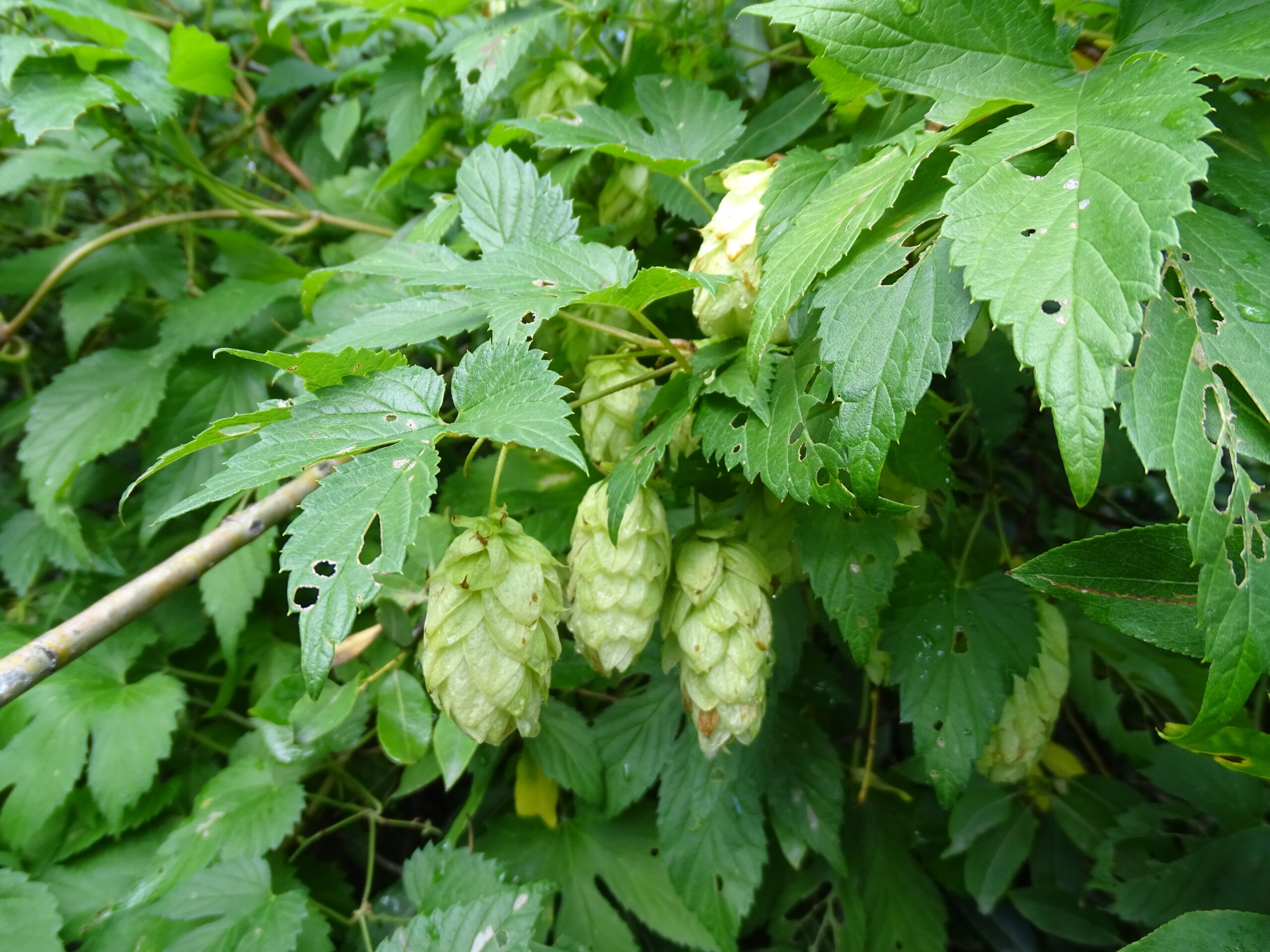 Humulus lupulus