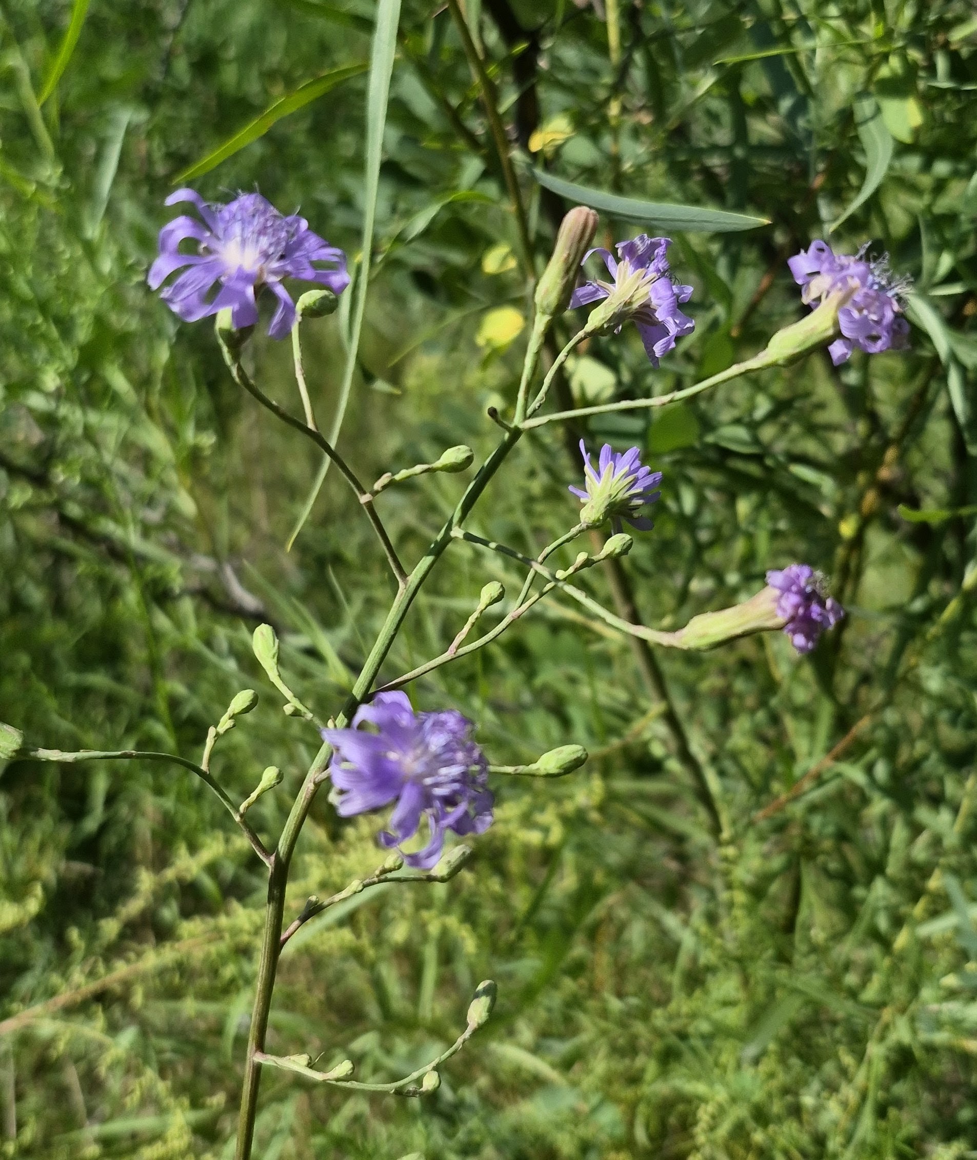 Lactuca oblongifolia