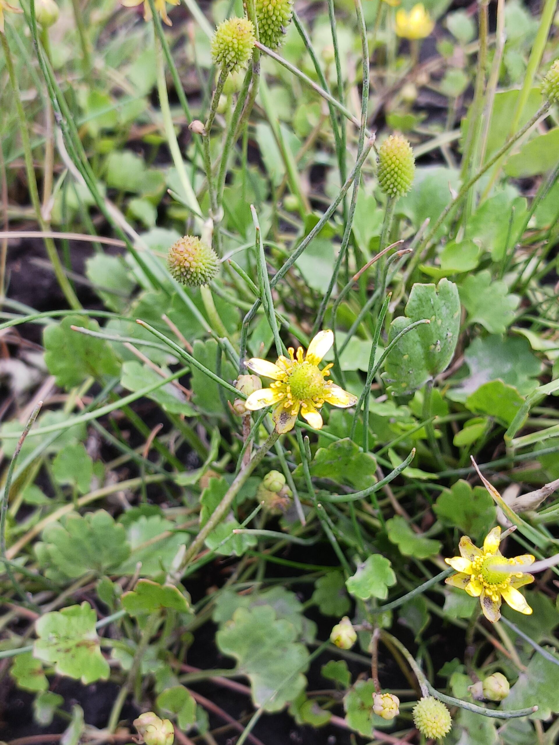 Ranunculus cymbalaria