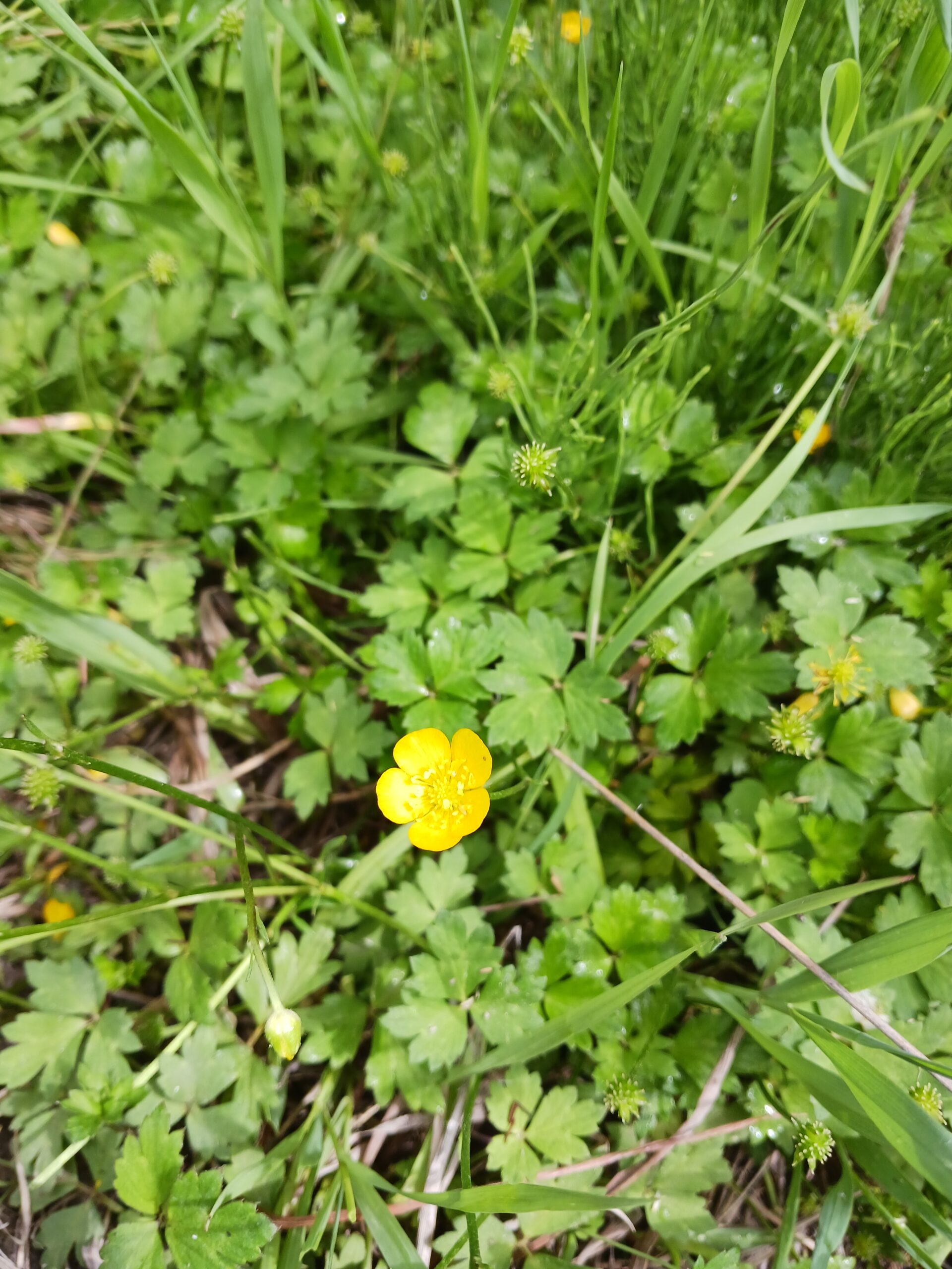 Ranunculus repens