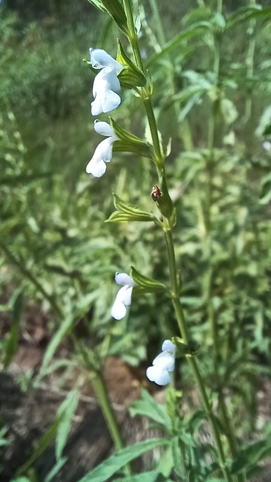 Salvia reflexa