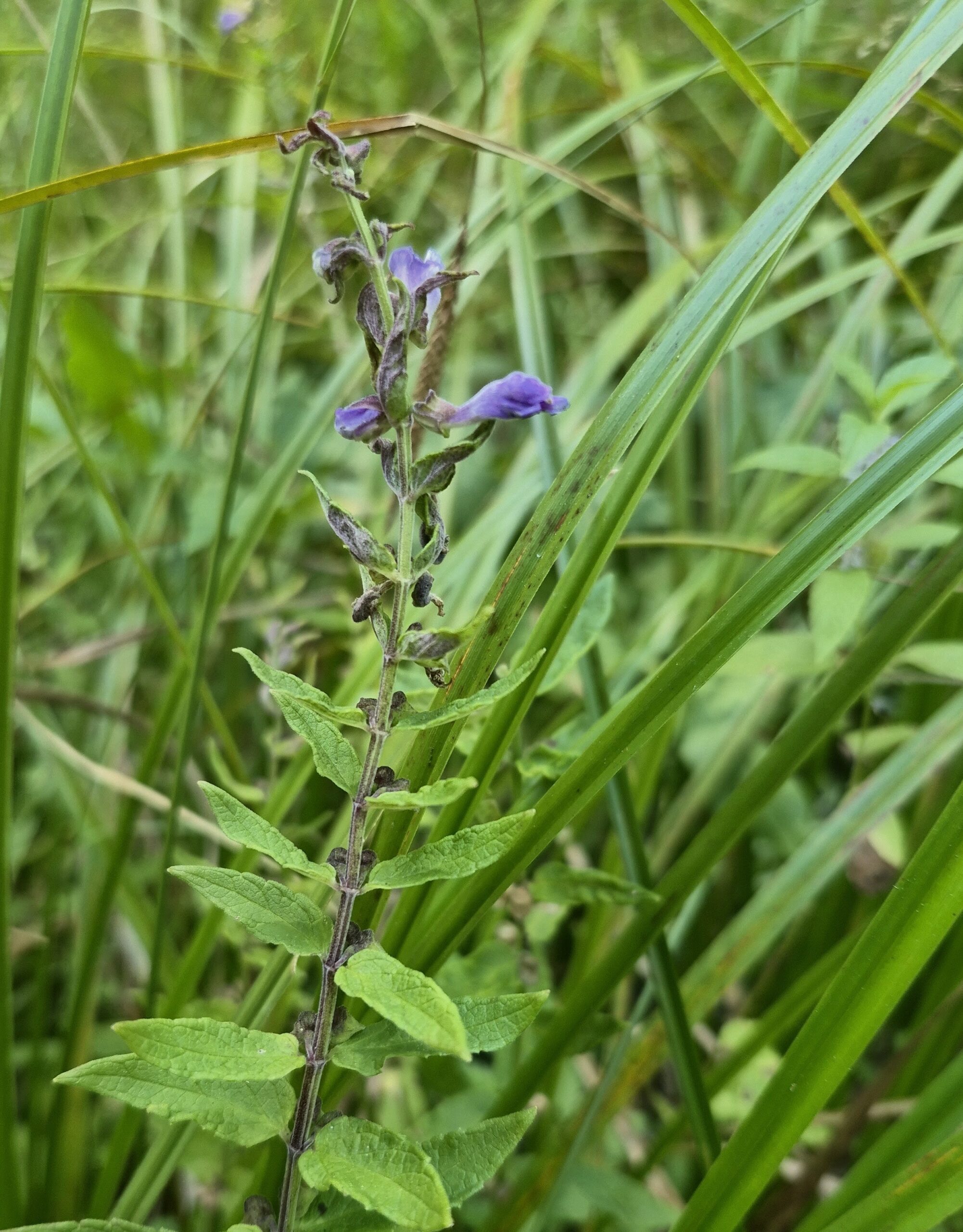 Scutellaria galericulata