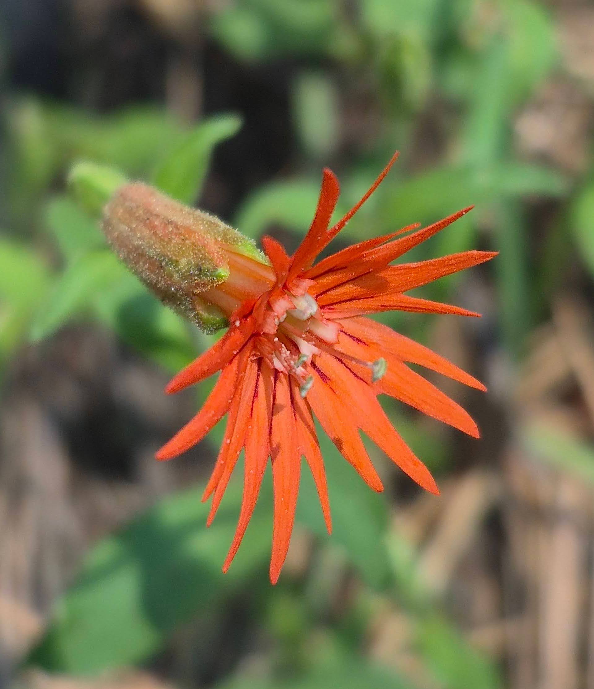Silene laciniata