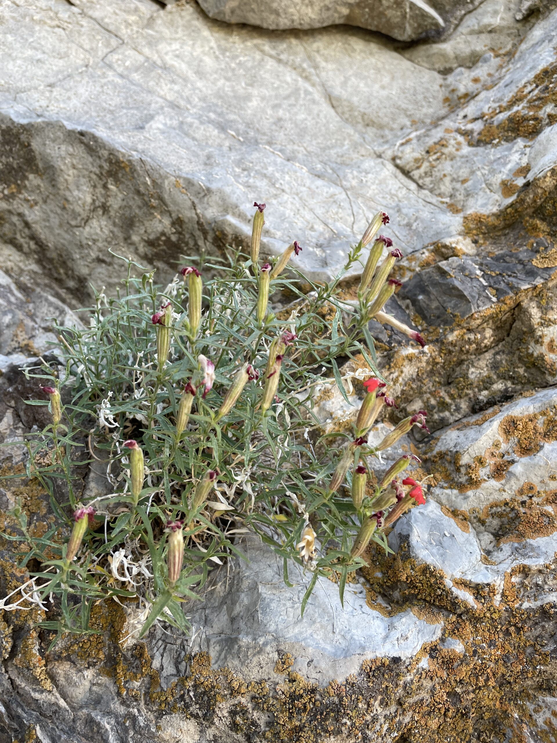 Silene plankii