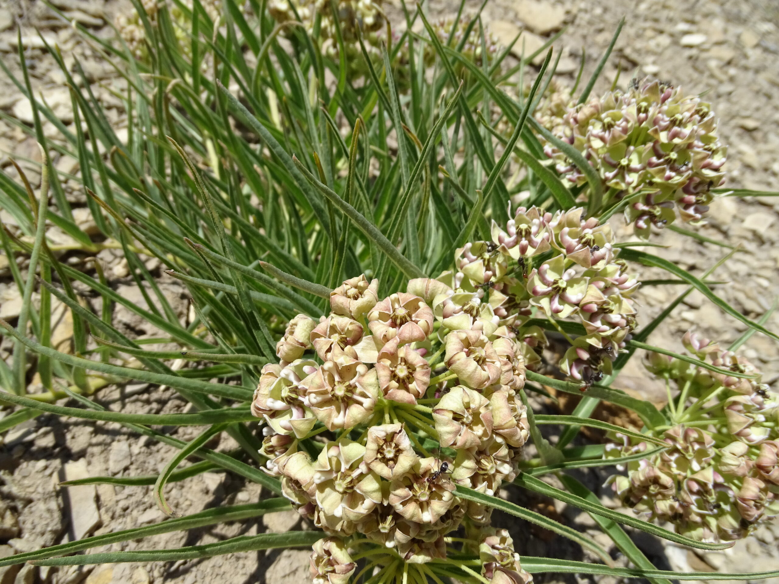 Asclepias asperula