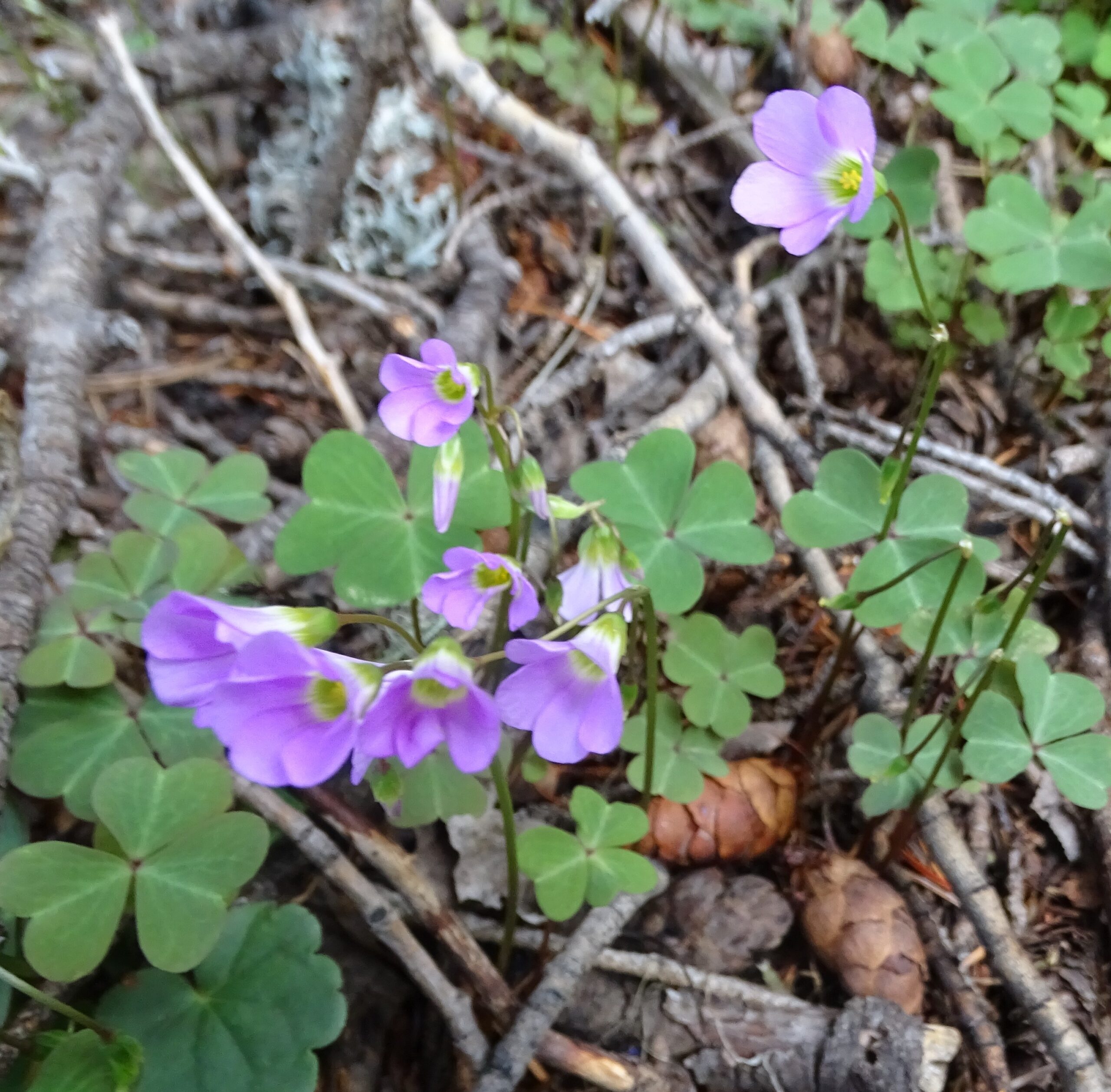 Oxalis alpina