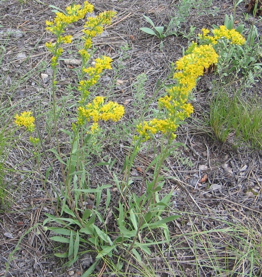 Solidago species