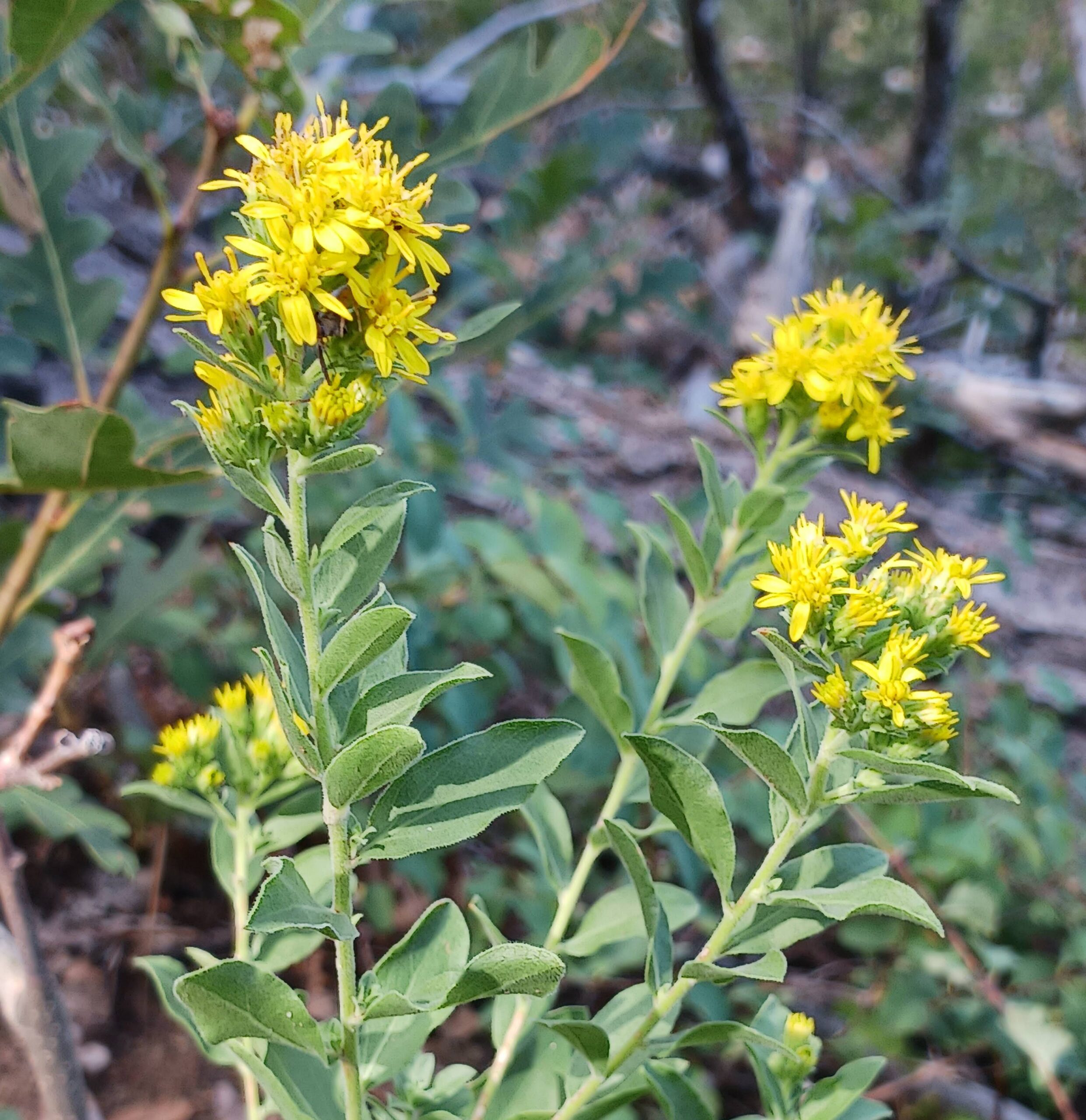 Solidago wrightii