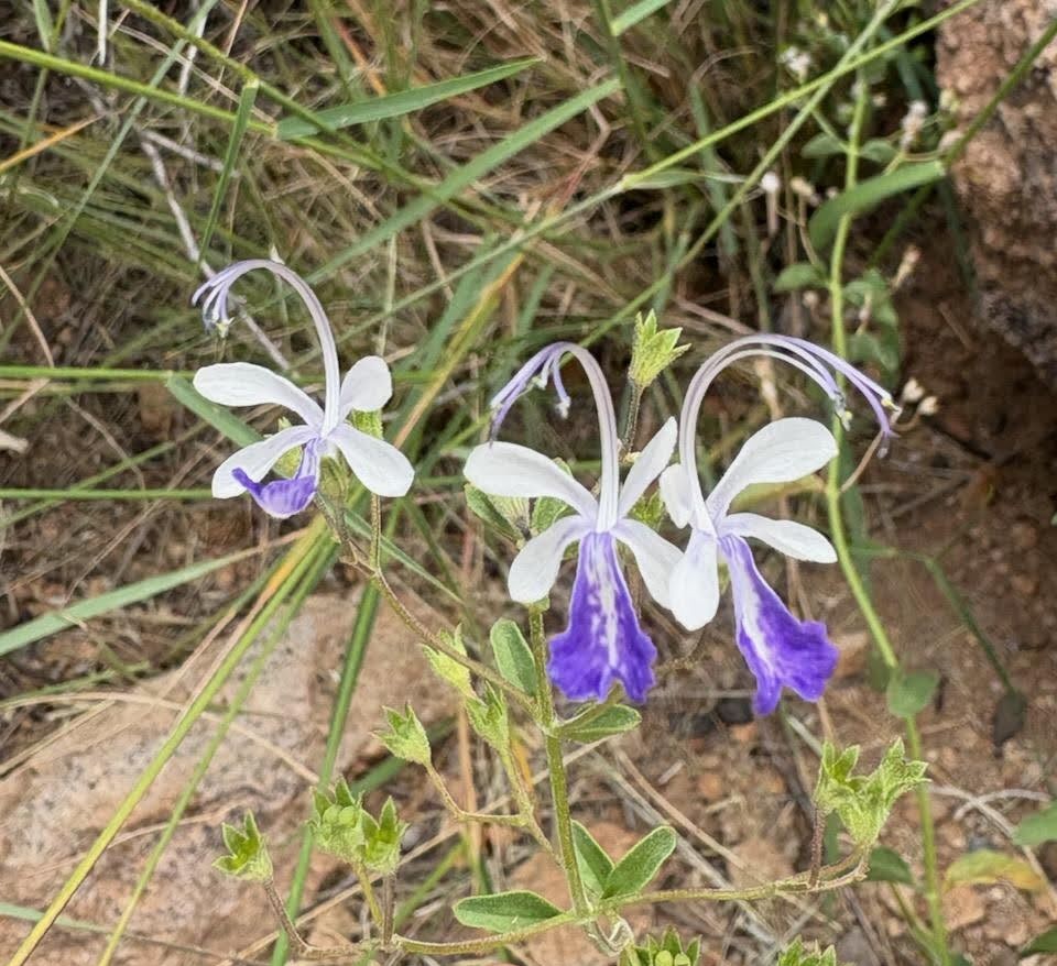 Trichostema arizonicum