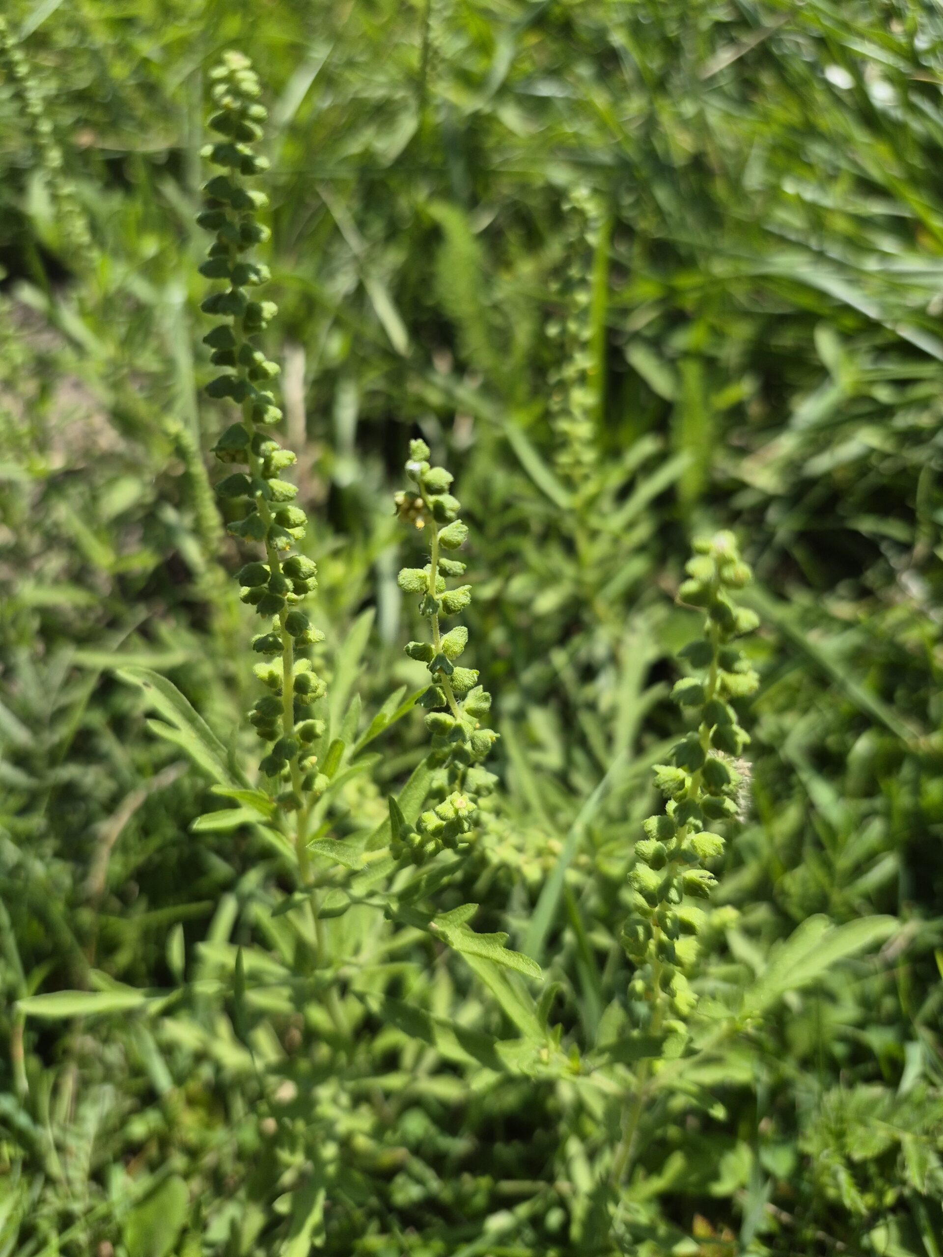 Ambrosia artemisiifolia