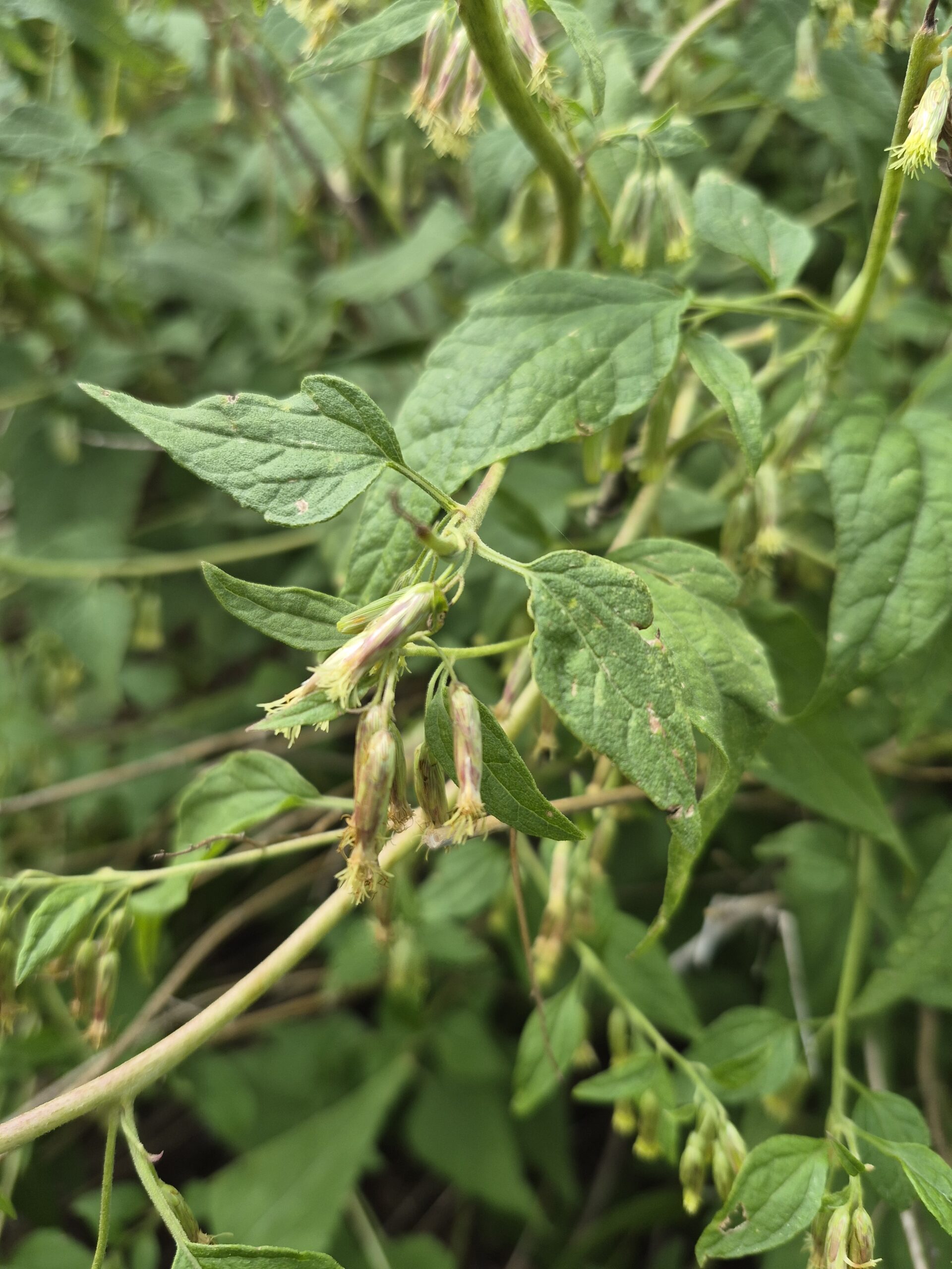 Brickellia rusbyi