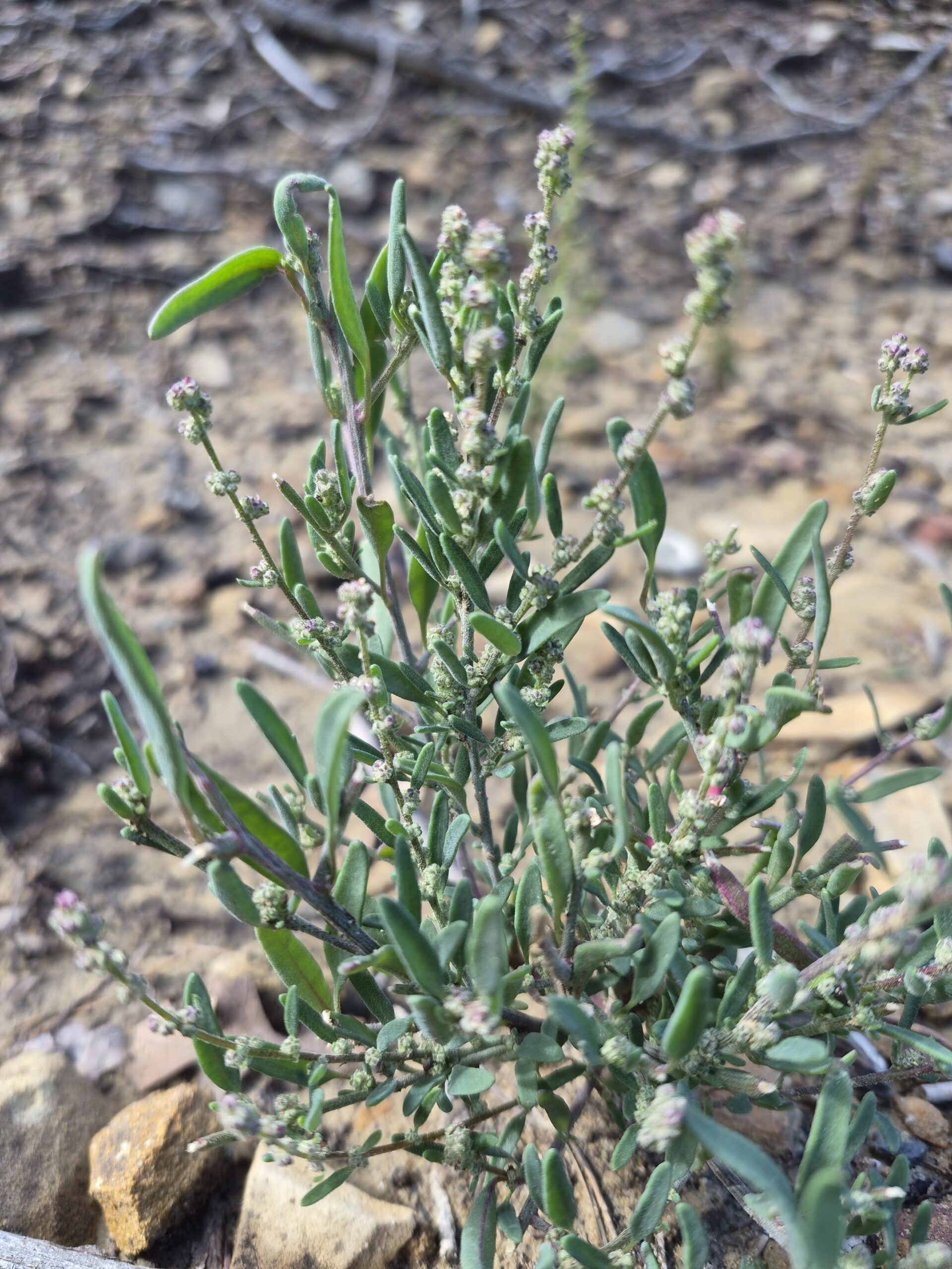 Chenopodium leptophyllum
