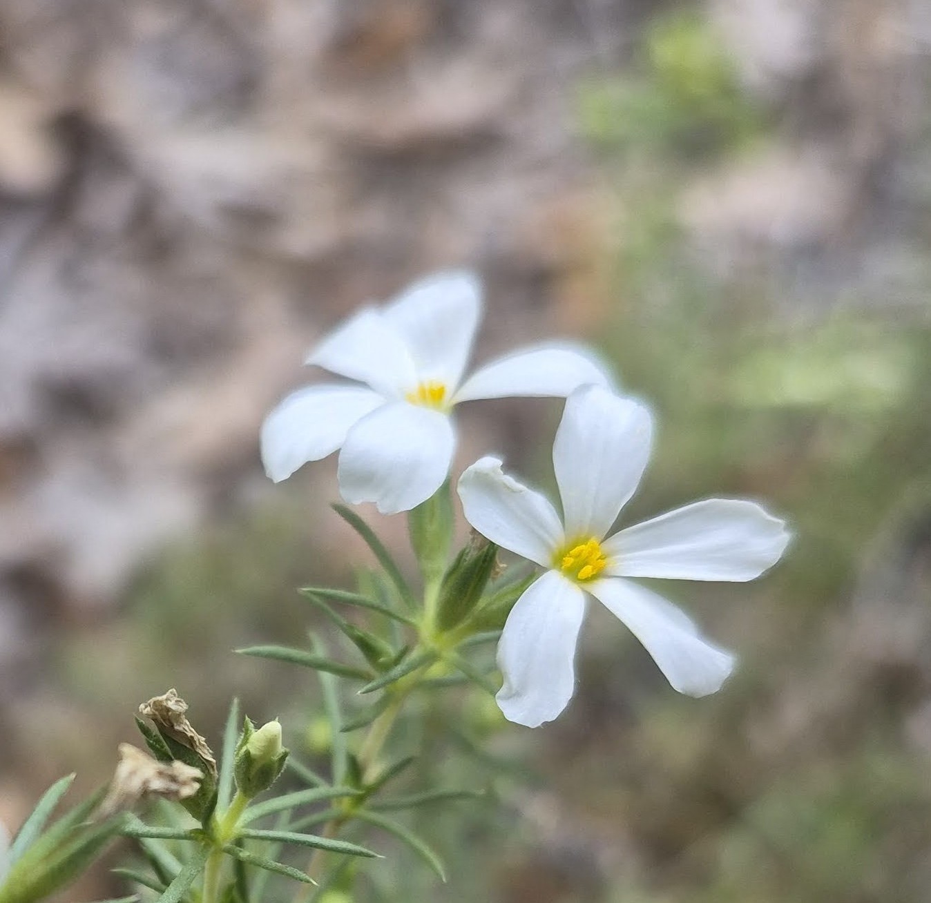 Leptosiphon nuttallii